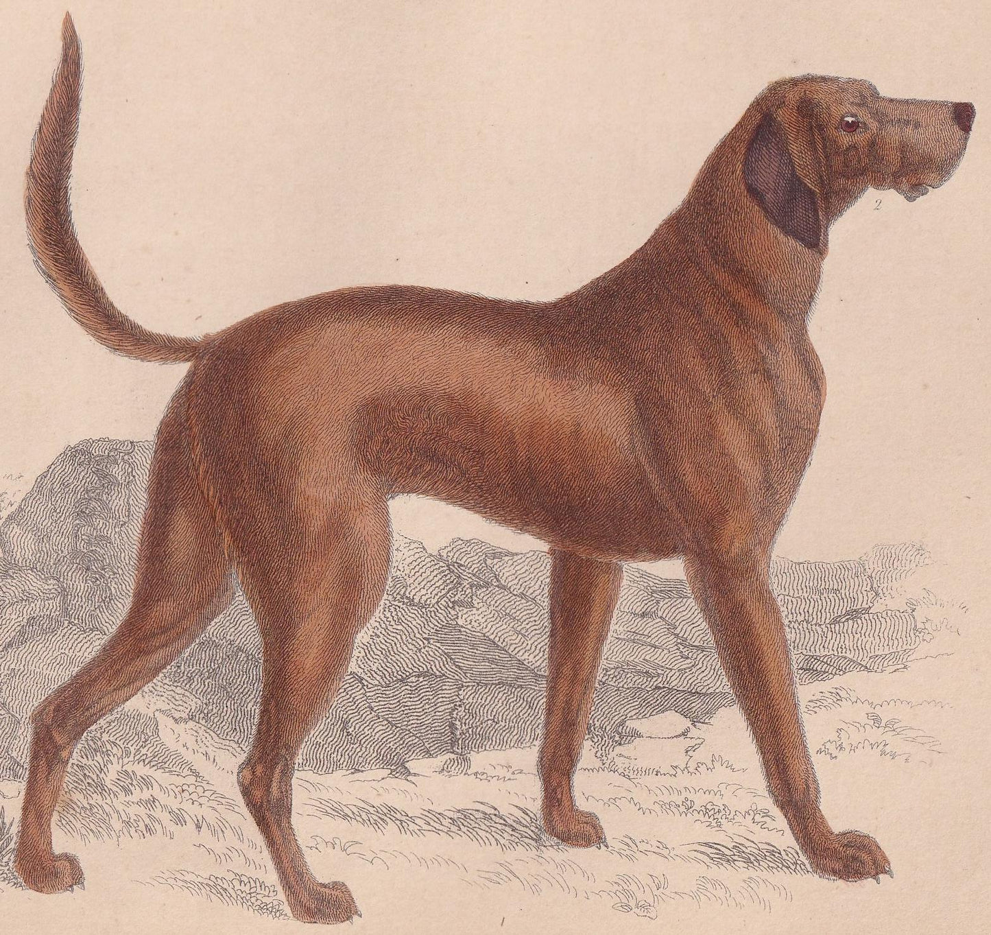 1850 SKYE TERRIER & BLOODHOUND Print - Original Antique Hand-Coloured Engraving - Dog Wall Art - Dog Decor - Gift Dog Mom - 10 x 6.4 Inches