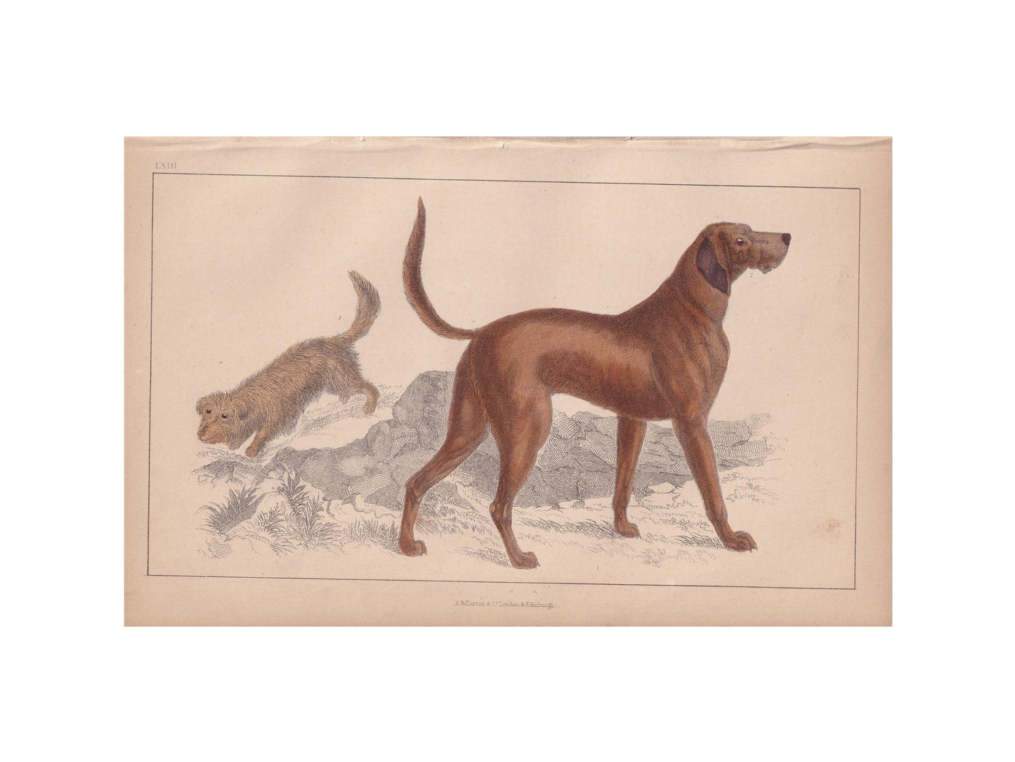 1850 SKYE TERRIER & BLOODHOUND Print - Original Antique Hand-Coloured Engraving - Dog Wall Art - Dog Decor - Gift Dog Mom - 10 x 6.4 Inches