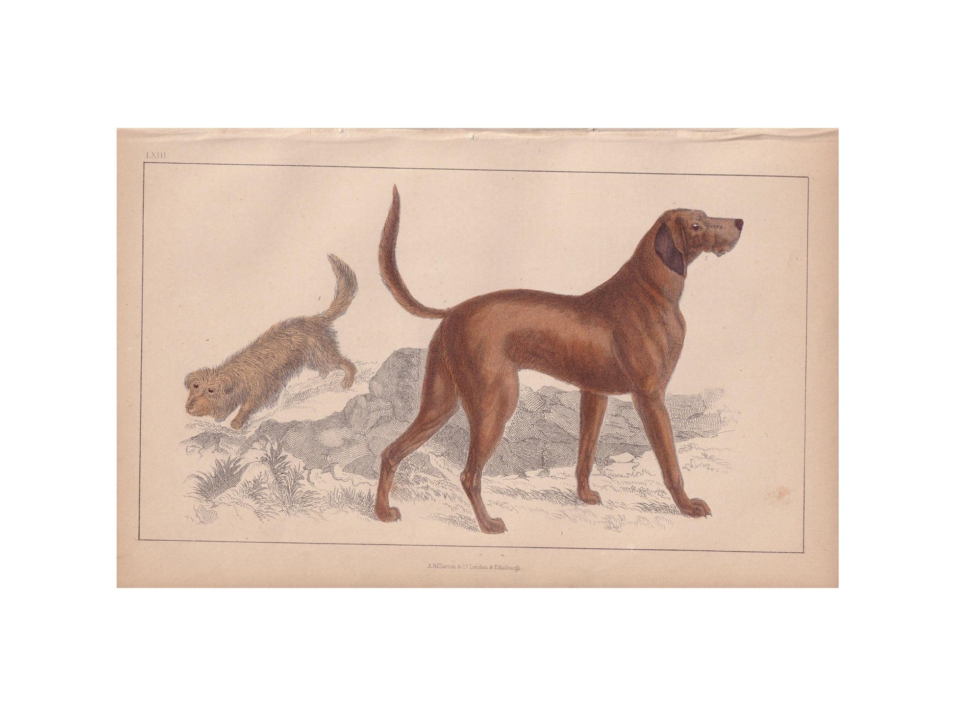 1850 SKYE TERRIER & BLOODHOUND Print - Original Antique Hand-Coloured Engraving - Dog Wall Art - Dog Decor - Gift Dog Mom - 10 x 6.4 Inches