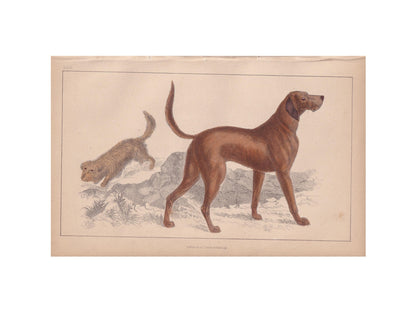 1850 SKYE TERRIER & BLOODHOUND Print - Original Antique Hand-Coloured Engraving - Dog Wall Art - Dog Decor - Gift Dog Mom - 10 x 6.4 Inches