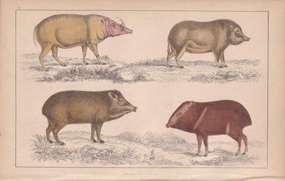 1850 HOG, PIGS, & BOAR Print - Original Antique Hand-Coloured Engraving - Pig Wall Art - Pig Decor - Wild Boar Art - 10 x 6.4 Inches
