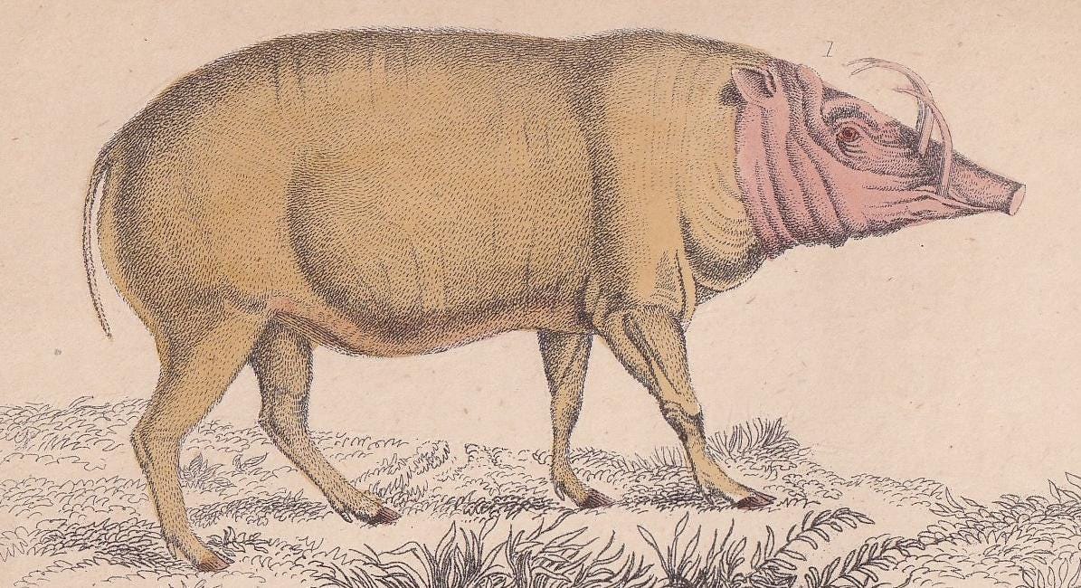 1850 HOG, PIGS, & BOAR Print - Original Antique Hand-Coloured Engraving - Pig Wall Art - Pig Decor - Wild Boar Art - 10 x 6.4 Inches