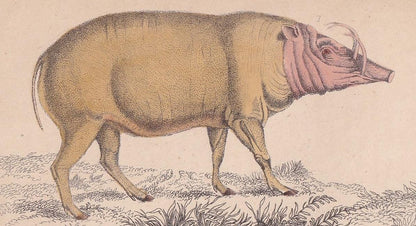 1850 HOG, PIGS, & BOAR Print - Original Antique Hand-Coloured Engraving - Pig Wall Art - Pig Decor - Wild Boar Art - 10 x 6.4 Inches