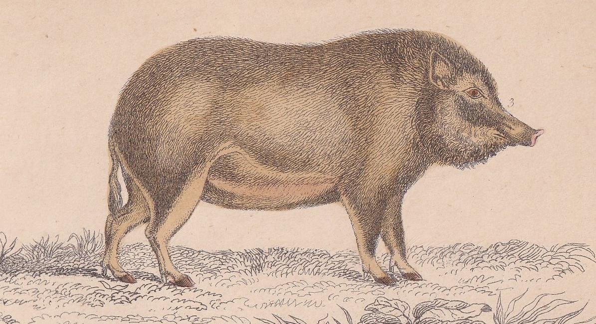 1850 HOG, PIGS, & BOAR Print - Original Antique Hand-Coloured Engraving - Pig Wall Art - Pig Decor - Wild Boar Art - 10 x 6.4 Inches