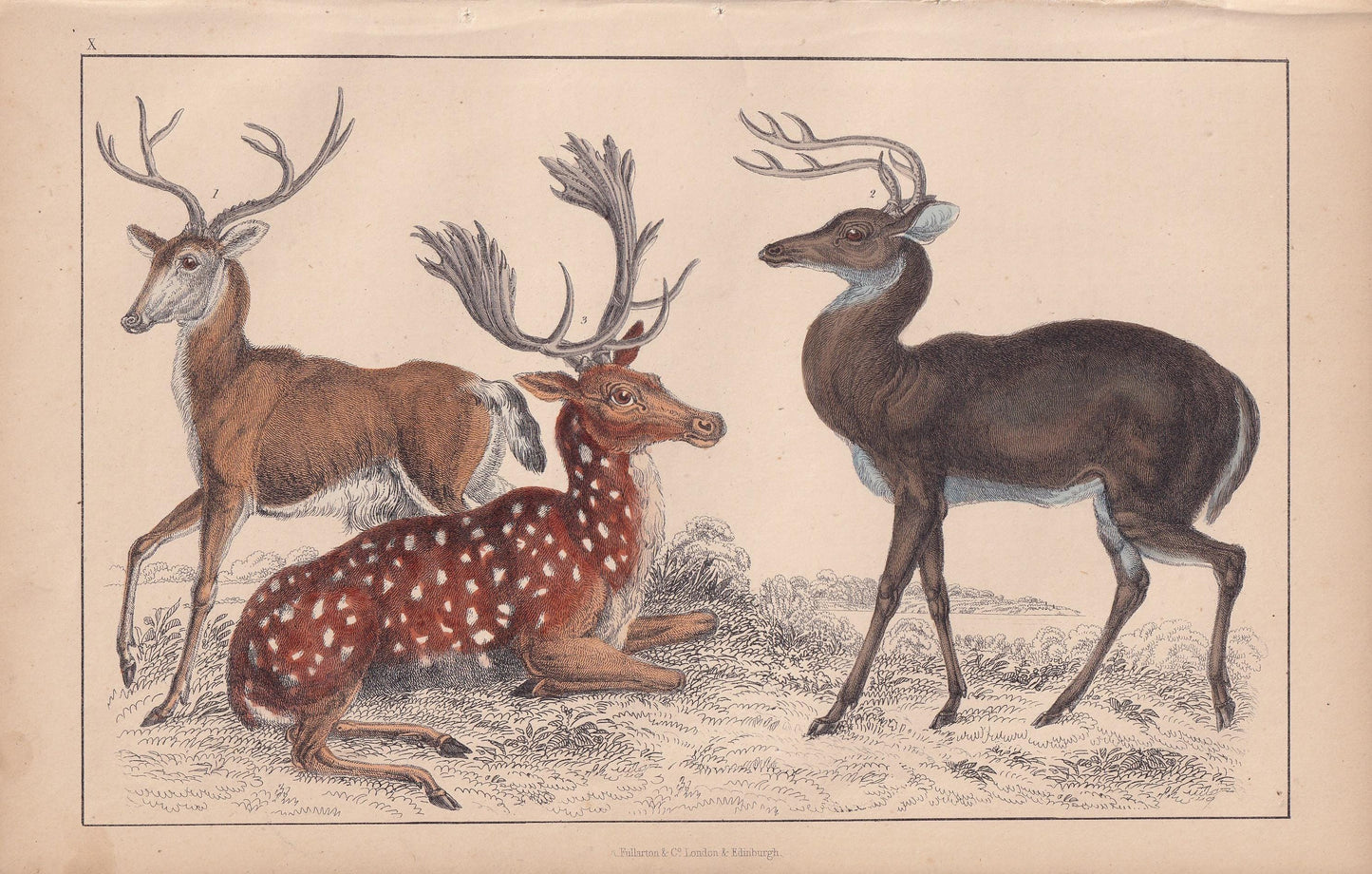 1850 DEER Print - Original Antique Hand-Coloured Engraving - Deer Wall Art - Deer Decor - Fallow Deer Art - 10 x 6.4 Inches