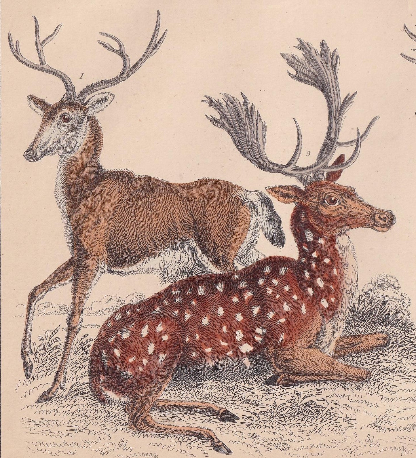 1850 DEER Print - Original Antique Hand-Coloured Engraving - Deer Wall Art - Deer Decor - Fallow Deer Art - 10 x 6.4 Inches