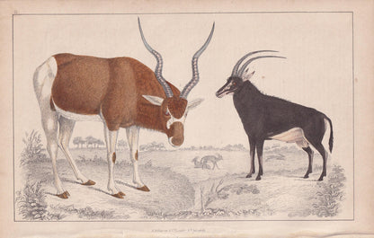 1850 ADDAX & SABLE ANTELOPE Print - Original Antique Hand-Coloured Engraving - Pig Wall Art - Pig Decor - Wild Boar Art - 10 x 6.4 Inches