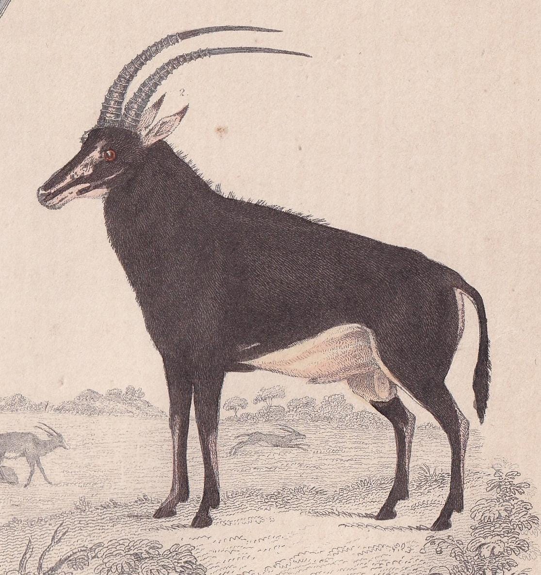 1850 ADDAX & SABLE ANTELOPE Print - Original Antique Hand-Coloured Engraving - Pig Wall Art - Pig Decor - Wild Boar Art - 10 x 6.4 Inches