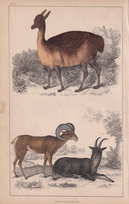 1850 VICUNA & BIGHORN SHEEP Print - Original Hand-Coloured Engraving - Llama Wall Art - Sheep Decor - 10 x 6.4 Inches