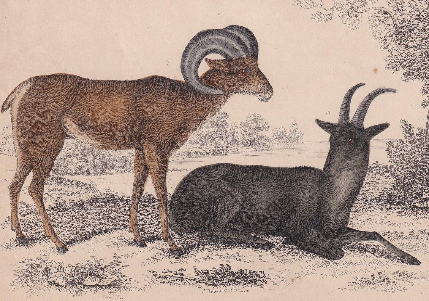 1850 VICUNA & BIGHORN SHEEP Print - Original Hand-Coloured Engraving - Llama Wall Art - Sheep Decor - 10 x 6.4 Inches