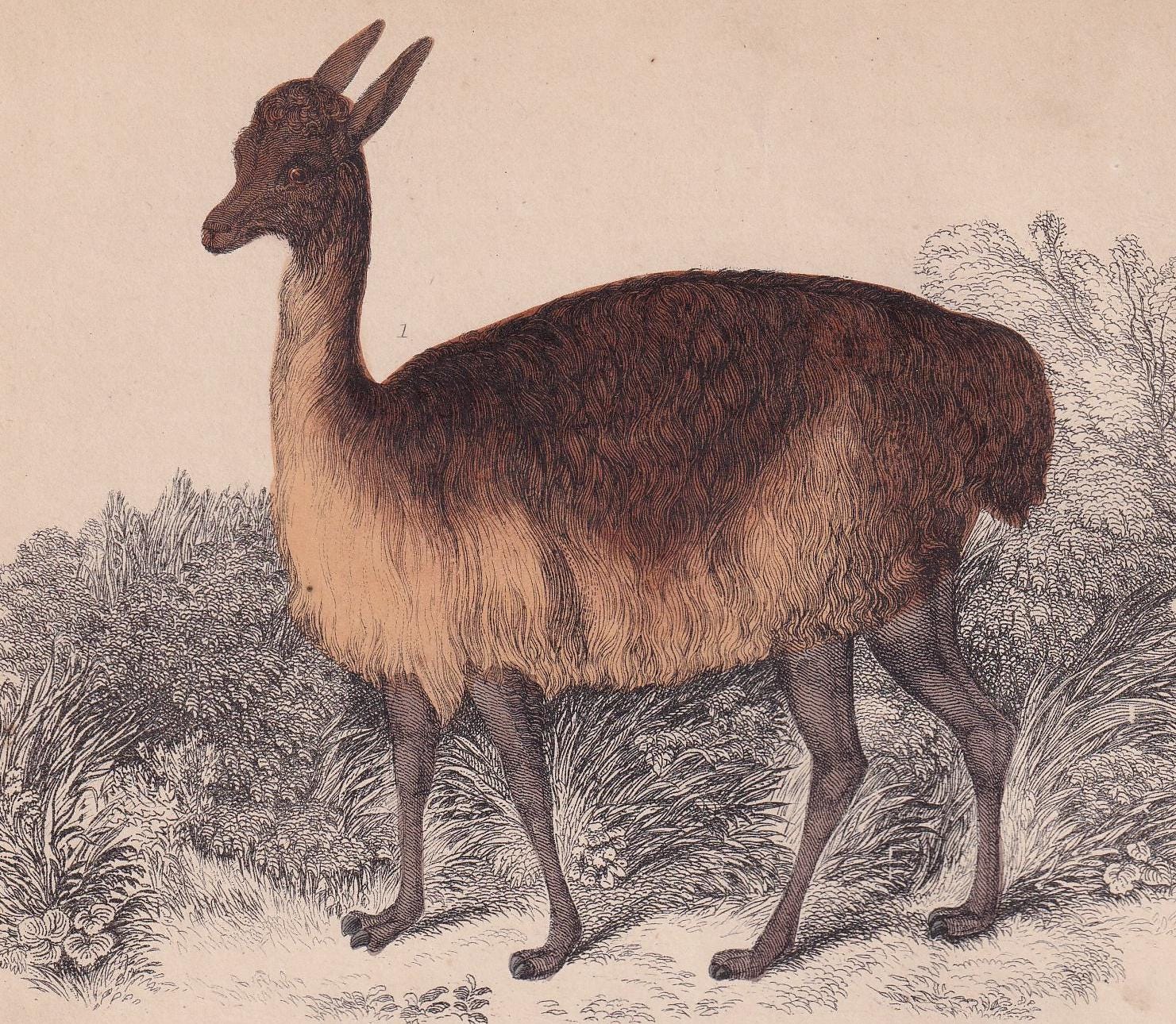 1850 VICUNA & BIGHORN SHEEP Print - Original Hand-Coloured Engraving - Llama Wall Art - Sheep Decor - 10 x 6.4 Inches