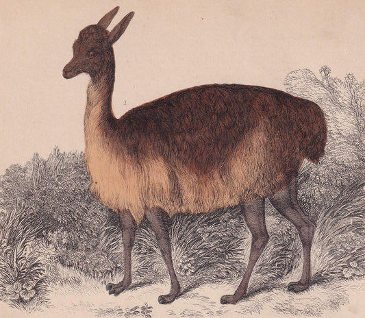 1850 VICUNA & BIGHORN SHEEP Print - Original Hand-Coloured Engraving - Llama Wall Art - Sheep Decor - 10 x 6.4 Inches