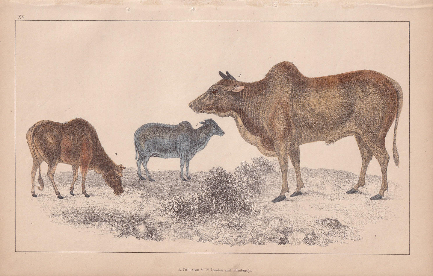 1850 ZEBU COWS Print - Male and Female - Original Antique Hand-Coloured Engraving - Cow Wall Art - Cow Decor - Zebu Cow - 10 x 6.4 Inches