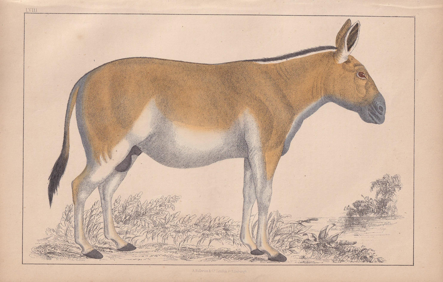 1850 WILD ASS DONKEY Print - Original Antique Hand-Coloured Engraving - Ass Wall Art - Donkey Decor - Donkey Art - 10 x 6.4 Inches