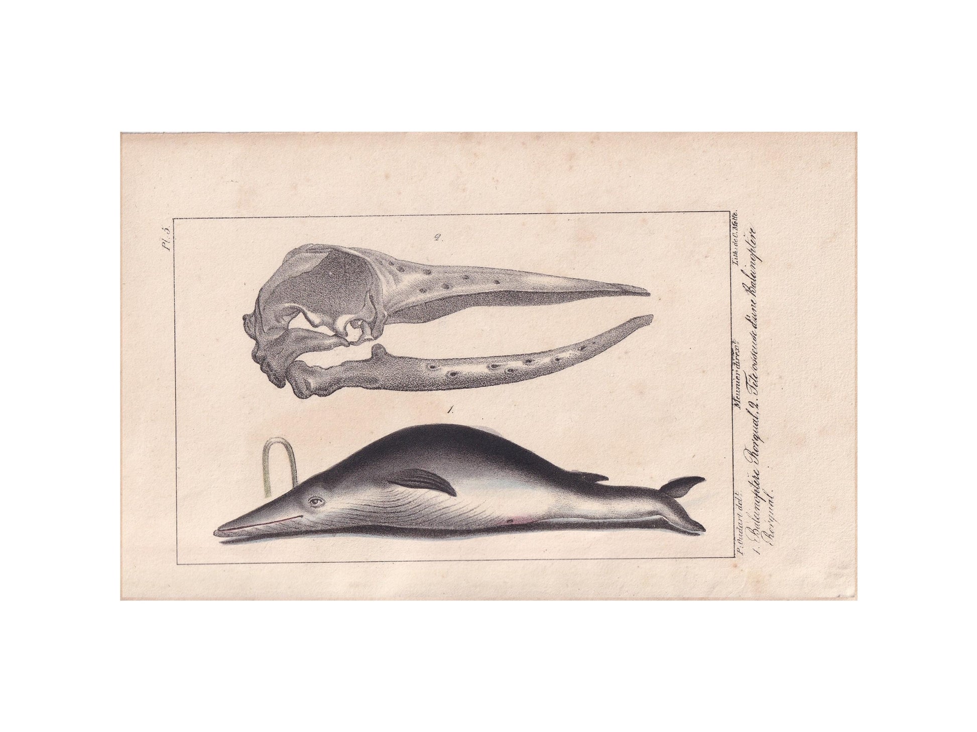 1834 RORQUAL WHALE Print - Baleen - Hand-Coloured Antique Print - Lacepede - Whale Wall Art - Animal Nature Gift - 5.8 x 8.9 Inches