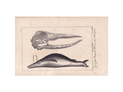 1834 RORQUAL WHALE Print - Baleen - Hand-Coloured Antique Print - Lacepede - Whale Wall Art - Animal Nature Gift - 5.8 x 8.9 Inches