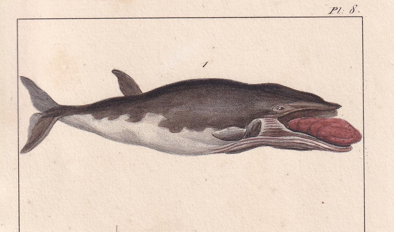 1834 MINKE WHALE Print - Baleen - Hand-Coloured Antique Print - Lacepede - Whale Wall Art - Animal Nature Gift - 5.8 x 8.9 Inches