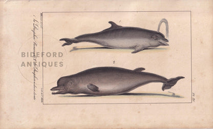 1834 BOTTLENOSE DOLPHIN Print - Hand-Coloured Antique Print - Lacepede - Whale Wall Art - Animal Nature Gift - 5.8 x 8.9 Inches