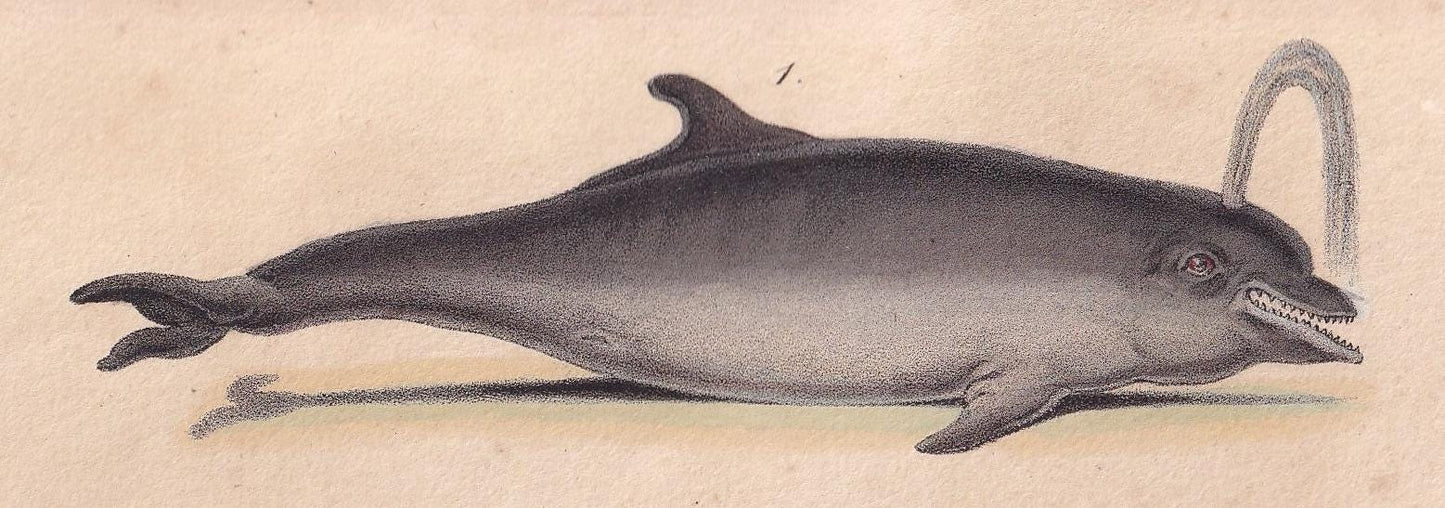 1834 BOTTLENOSE DOLPHIN Print - Hand-Coloured Antique Print - Lacepede - Whale Wall Art - Animal Nature Gift - 5.8 x 8.9 Inches
