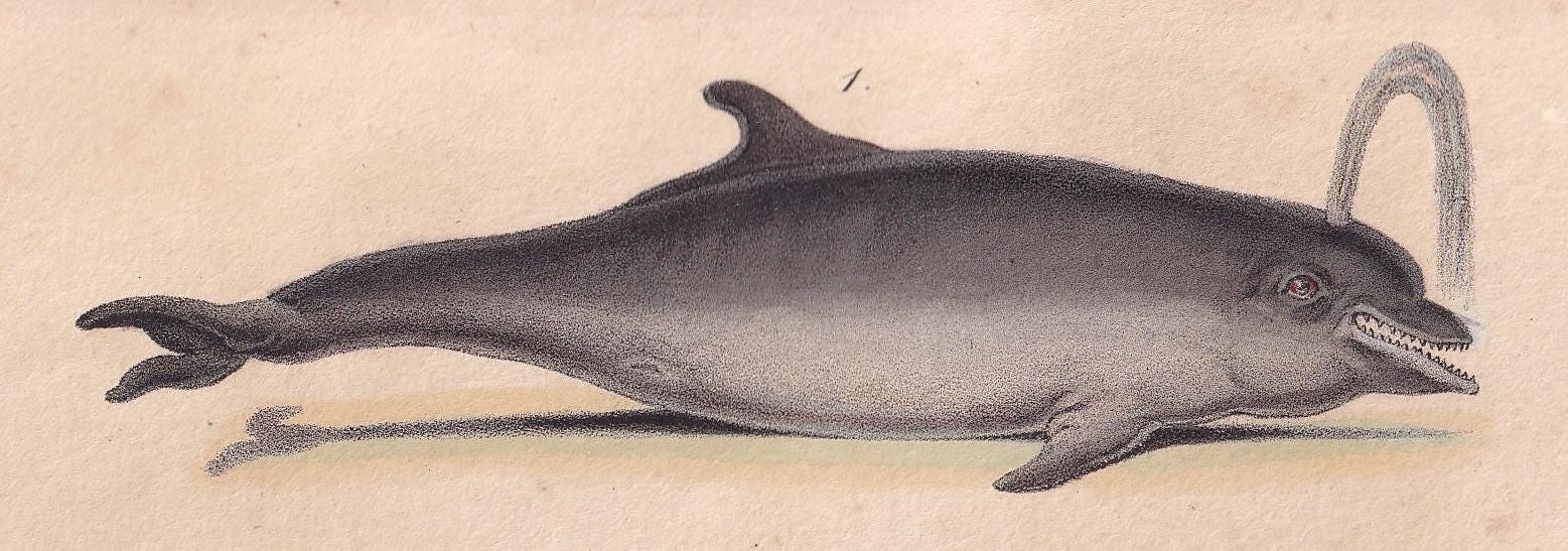 1834 BOTTLENOSE DOLPHIN Print - Hand-Coloured Antique Print - Lacepede - Whale Wall Art - Animal Nature Gift - 5.8 x 8.9 Inches