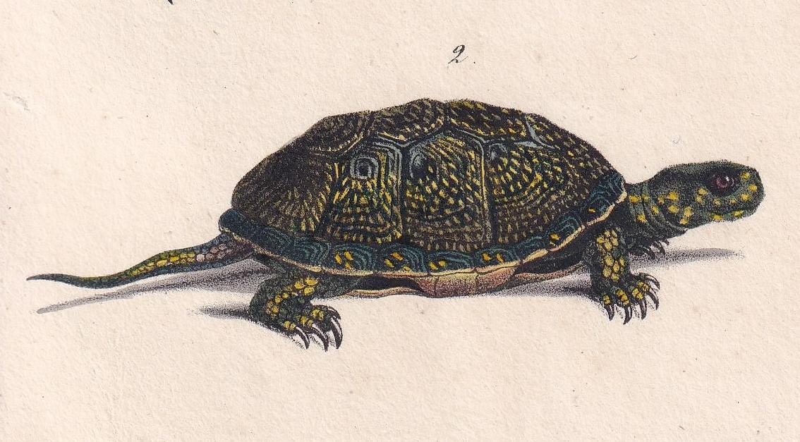 1834 TURTLE & YELLOW TORTOISE Print - Hand-Coloured Antique Print - Lacepede - Tortoise Wall Art - Animal Nature Gift - 5.8 x