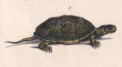 1834 TURTLE & YELLOW TORTOISE Print - Hand-Coloured Antique Print - Lacepede - Tortoise Wall Art - Animal Nature Gift - 5.8 x