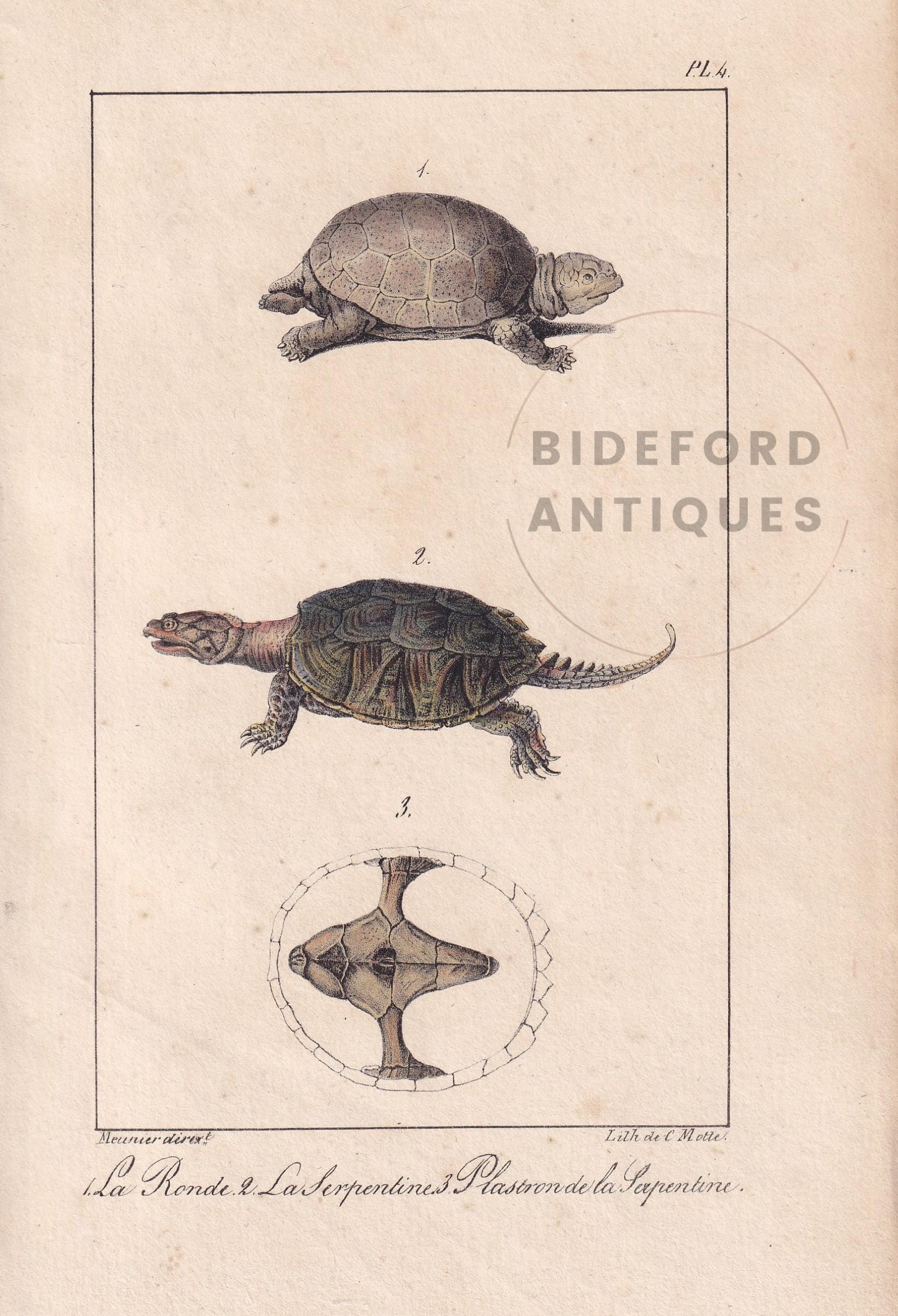 1834 TORTOISE & SNAPPING TURTLE Print - Hand-Coloured Antique Print - Lacepede - Tortoise Wall Art - Animal Nature Gift - 5.8 x 8.9 Inches