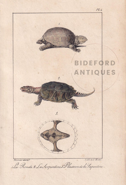 1834 TORTOISE & SNAPPING TURTLE Print - Hand-Coloured Antique Print - Lacepede - Tortoise Wall Art - Animal Nature Gift - 5.8 x 8.9 Inches