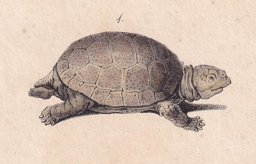 1834 TORTOISE & SNAPPING TURTLE Print - Hand-Coloured Antique Print - Lacepede - Tortoise Wall Art - Animal Nature Gift - 5.8 x 8.9 Inches
