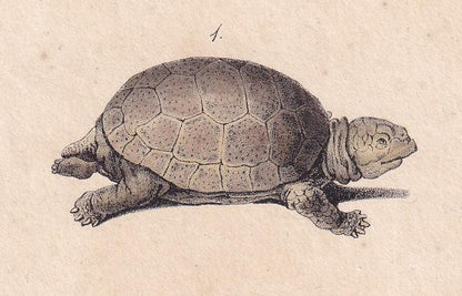 1834 TORTOISE & SNAPPING TURTLE Print - Hand-Coloured Antique Print - Lacepede - Tortoise Wall Art - Animal Nature Gift - 5.8 x 8.9 Inches