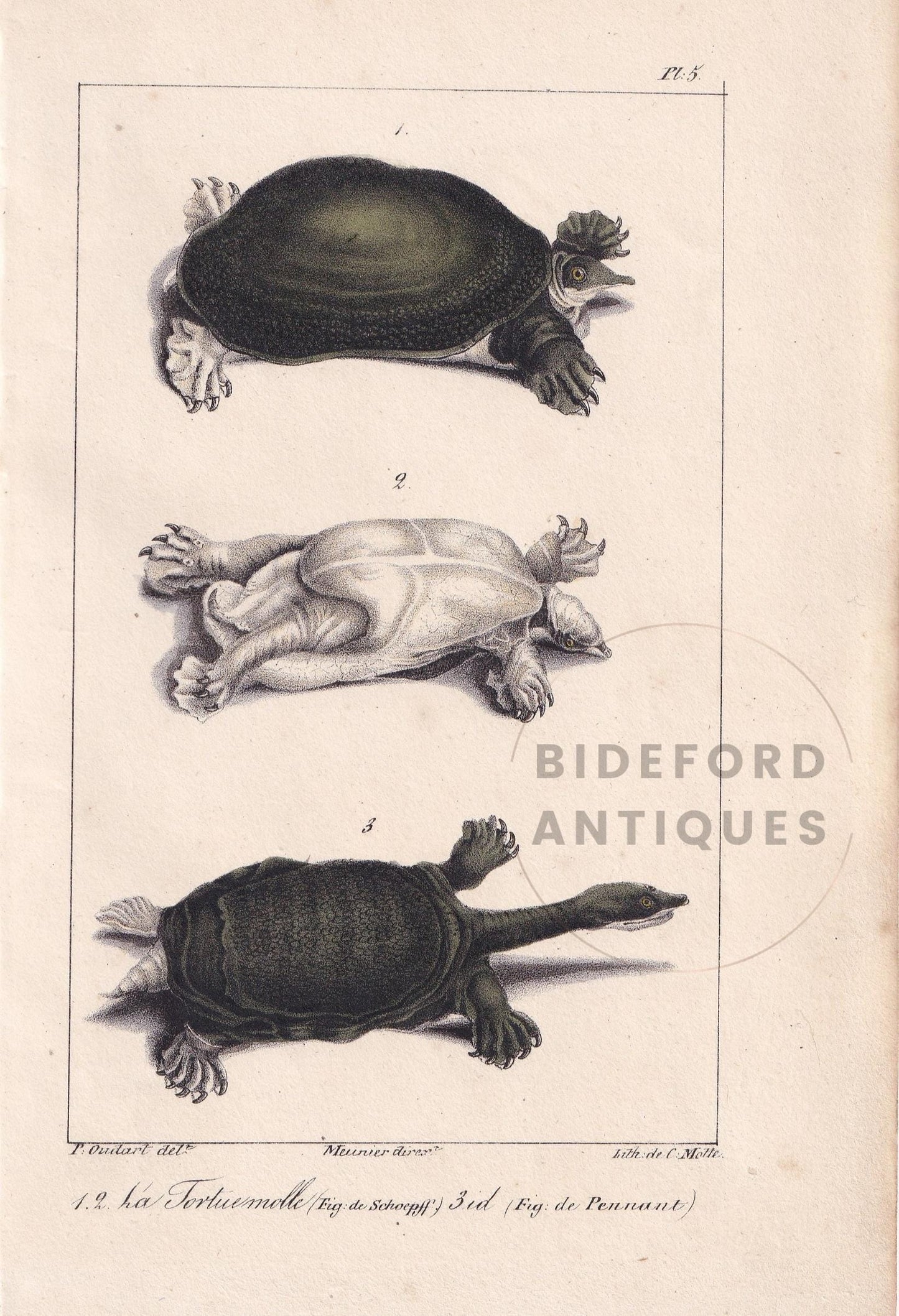 1834 SPINY SOFTSHELL TURTLE Print - Hand-Coloured Antique Print - Lacepede - Tortoise Wall Art - Animal Nature Gift - 5.8 x 8.9 Inches