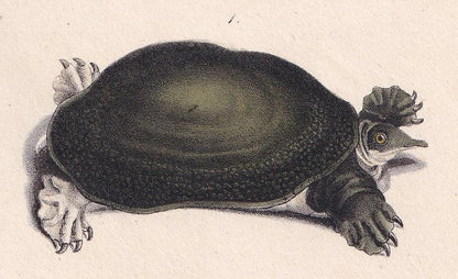 1834 SPINY SOFTSHELL TURTLE Print - Hand-Coloured Antique Print - Lacepede - Tortoise Wall Art - Animal Nature Gift - 5.8 x 8.9 Inches