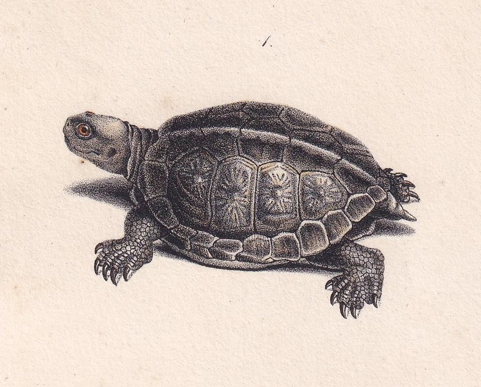 1834 TORTOISE & TURTLE Print - Hand-Coloured Antique Print - Lacepede - Tortoise Wall Art - Animal Nature Gift - 5.8 x 8.9 In