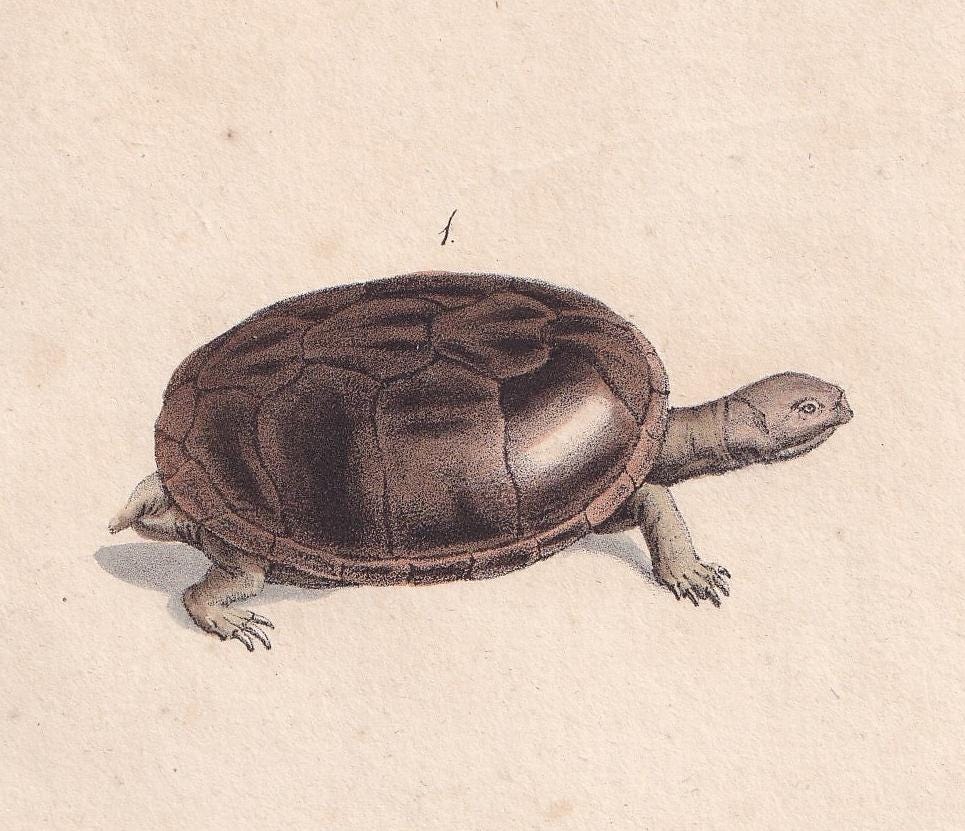 1834 HELMETED TURTLE Print - Hand-Coloured Antique Print - Lacepede - Tortoise Wall Art - Animal Nature Gift - 5.8 x 8.9 Inch