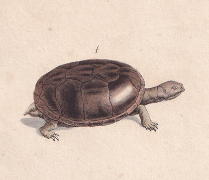 1834 HELMETED TURTLE Print - Hand-Coloured Antique Print - Lacepede - Tortoise Wall Art - Animal Nature Gift - 5.8 x 8.9 Inch