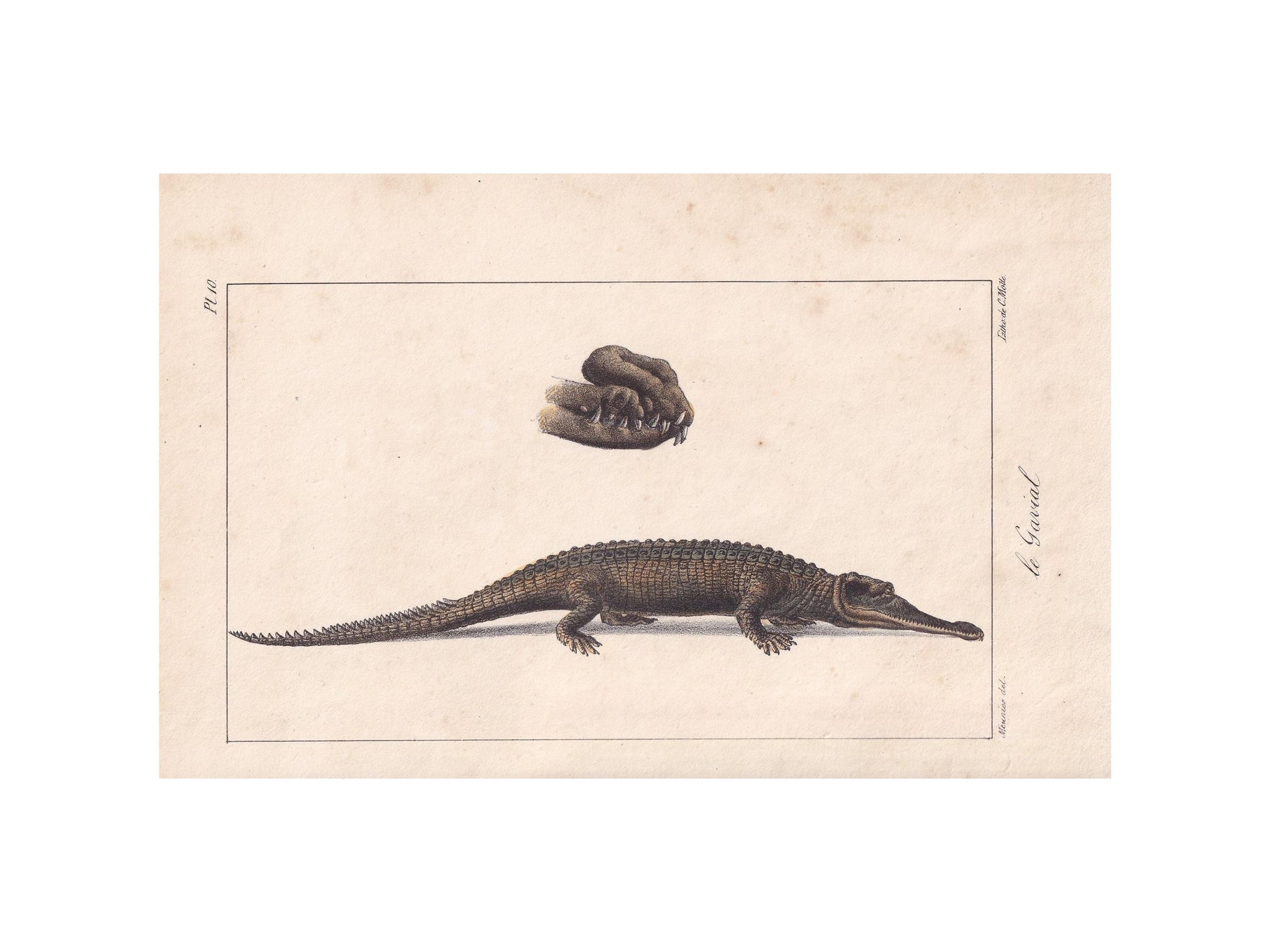 1834 GHARIAL CROCODILE Print - Hand-Coloured Antique Print - Lacepede - Crocodile Wall Art - Animal Nature Gift - 5.8 x 8.9 Inches