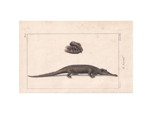 1834 GHARIAL CROCODILE Print - Hand-Coloured Antique Print - Lacepede - Crocodile Wall Art - Animal Nature Gift - 5.8 x 8.9 Inches
