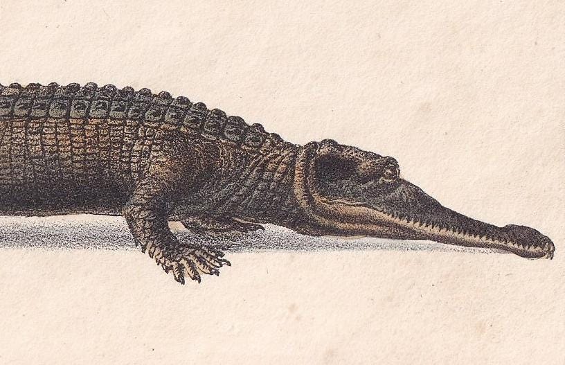 1834 GHARIAL CROCODILE Print - Hand-Coloured Antique Print - Lacepede - Crocodile Wall Art - Animal Nature Gift - 5.8 x 8.9 Inches