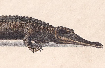 1834 GHARIAL CROCODILE Print - Hand-Coloured Antique Print - Lacepede - Crocodile Wall Art - Animal Nature Gift - 5.8 x 8.9 Inches