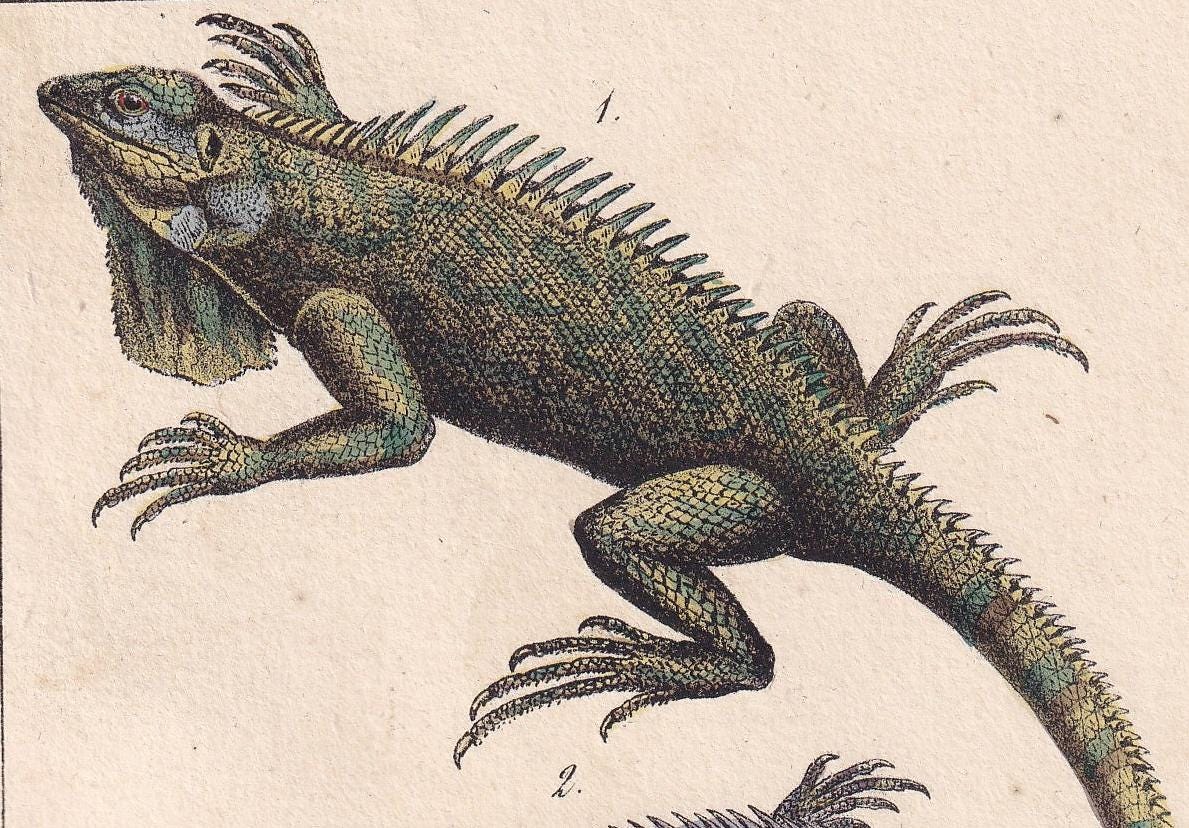 1834 IGUANA & GALEOTE LIZARD Print - Hand-Coloured Antique Print - Lacepede - Lizard Wall Art - Animal Nature Gift Decor - 5.8 x 8.9 Inches