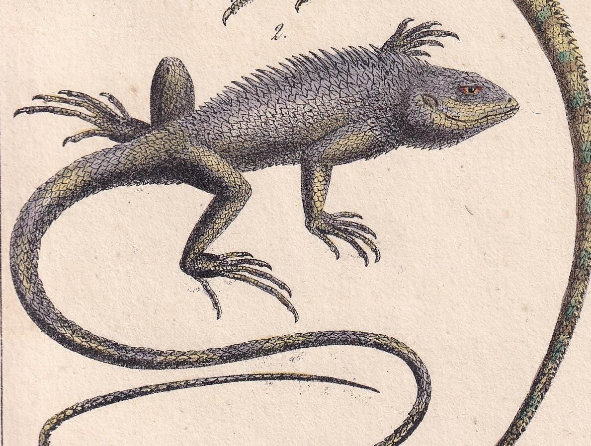 1834 IGUANA & GALEOTE LIZARD Print - Hand-Coloured Antique Print - Lacepede - Lizard Wall Art - Animal Nature Gift Decor - 5.8 x 8.9 Inches