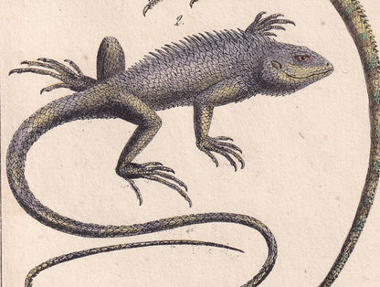 1834 IGUANA & GALEOTE LIZARD Print - Hand-Coloured Antique Print - Lacepede - Lizard Wall Art - Animal Nature Gift Decor - 5.8 x 8.9 Inches
