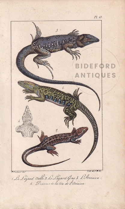 1834 OCELLATED LIZARD Print - Hand-Coloured Antique Print - Lacepede - Lizard Wall Art - Animal Nature Gift Decor - 5.8 x 8.9 Inches