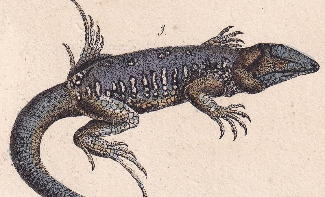 1834 OCELLATED LIZARD Print - Hand-Coloured Antique Print - Lacepede - Lizard Wall Art - Animal Nature Gift Decor - 5.8 x 8.9 Inches