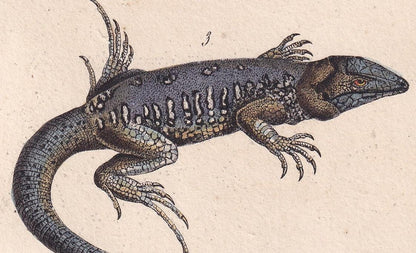 1834 OCELLATED LIZARD Print - Hand-Coloured Antique Print - Lacepede - Lizard Wall Art - Animal Nature Gift Decor - 5.8 x 8.9 Inches