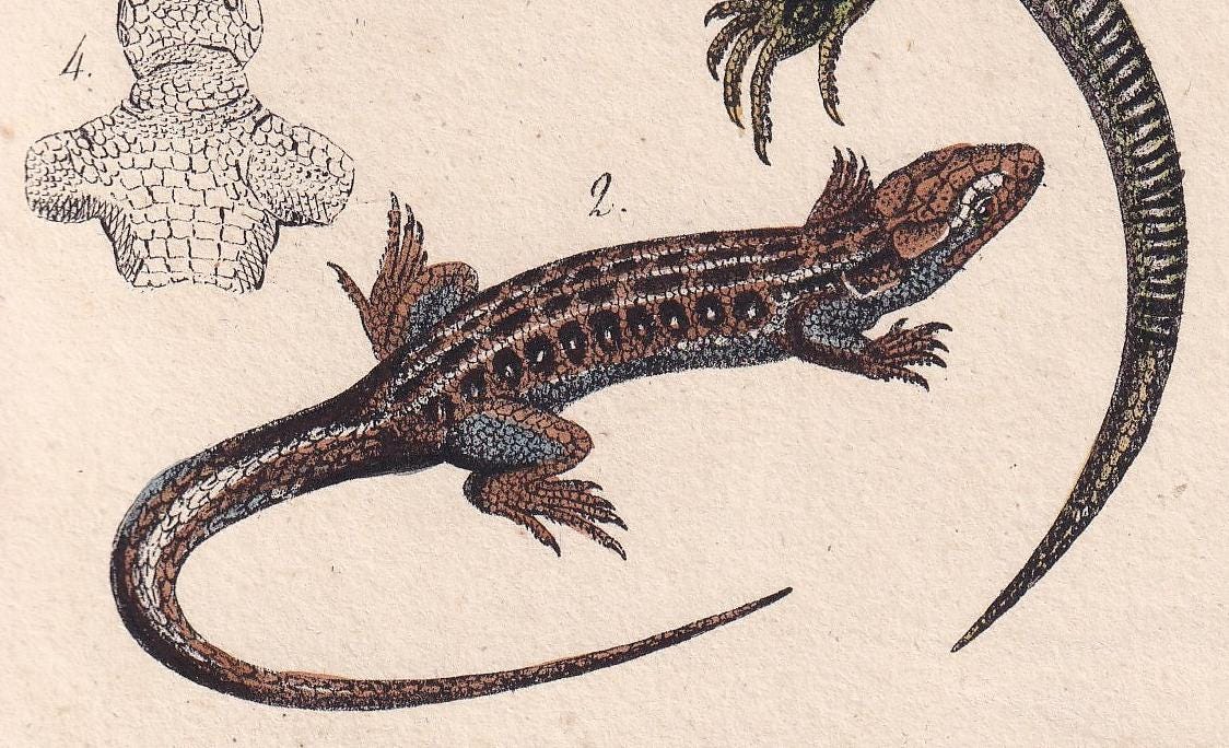 1834 OCELLATED LIZARD Print - Hand-Coloured Antique Print - Lacepede - Lizard Wall Art - Animal Nature Gift Decor - 5.8 x 8.9 Inches