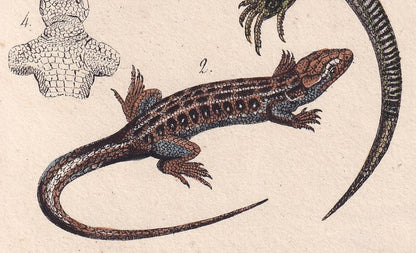 1834 OCELLATED LIZARD Print - Hand-Coloured Antique Print - Lacepede - Lizard Wall Art - Animal Nature Gift Decor - 5.8 x 8.9 Inches