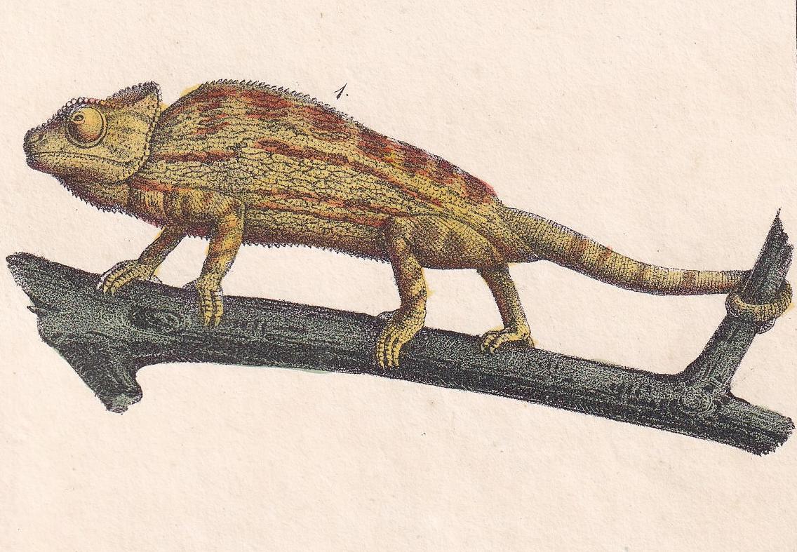 1834 CHAMELEON & GROUND LIZARD Print - Hand-Coloured Antique Print - Lacepede - Lizard Wall Art - Animal Nature Gift - 5.8 x 8.9 Inches