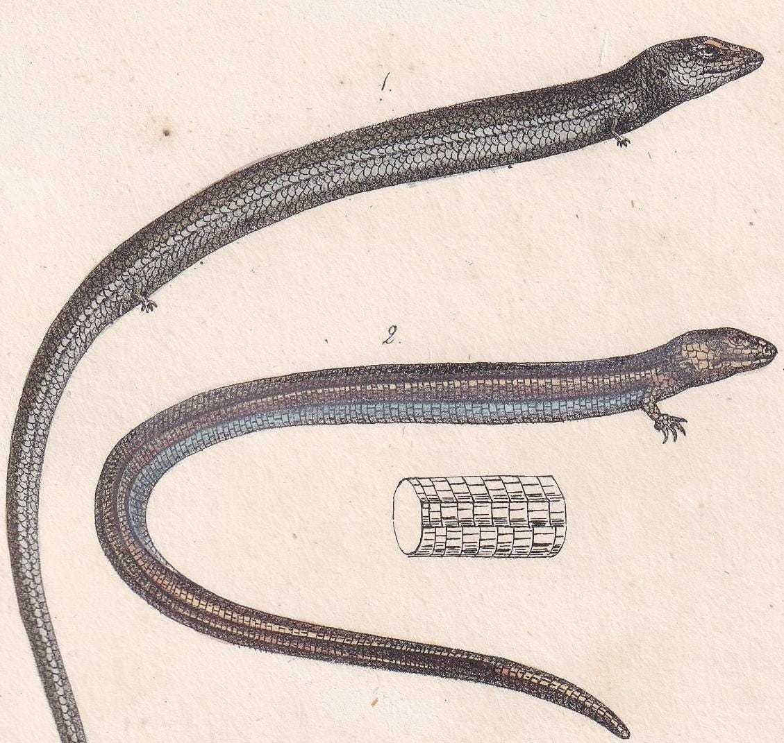 1834 SEPS & SKINKS LIZARDS Print - Hand-Coloured Antique Print - Lacepede - Lizard Wall Art - Animal Nature Gift Decor - 5.8 x 8.9 Inches