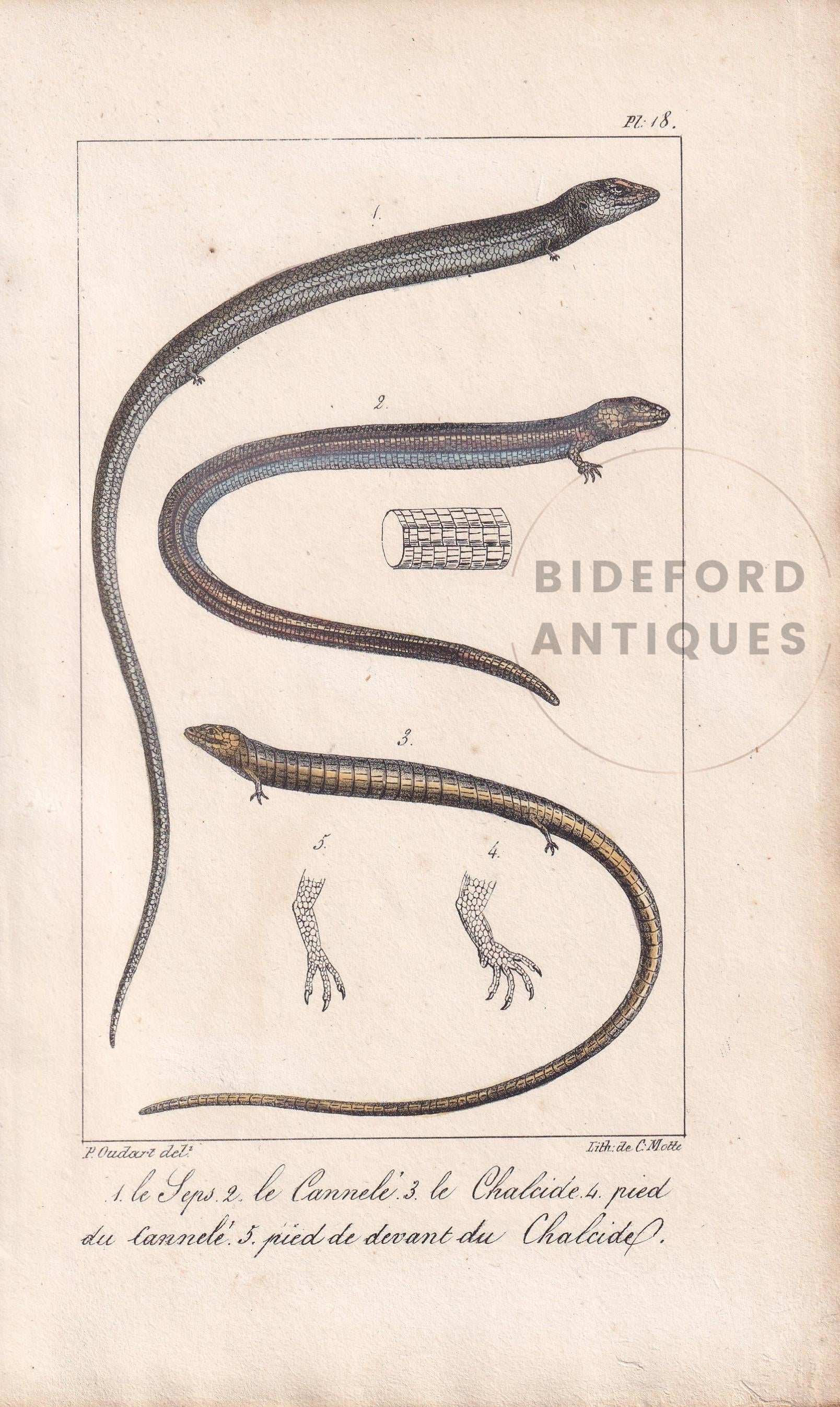 1834 SEPS & SKINKS LIZARDS Print - Hand-Coloured Antique Print - Lacepede - Lizard Wall Art - Animal Nature Gift Decor - 5.8 x 8.9 Inches